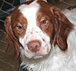  Animals - Dogs, Cats - 